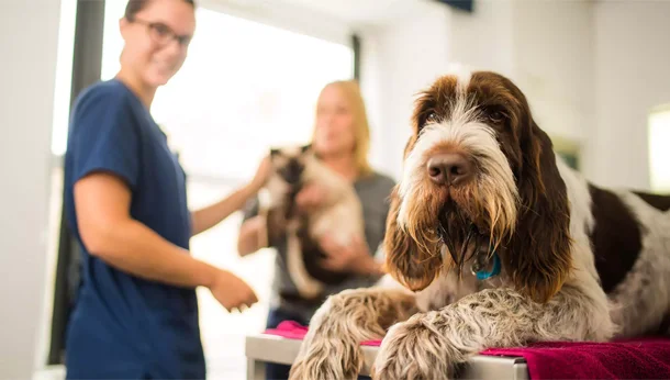 brown and white dog with vet in the background