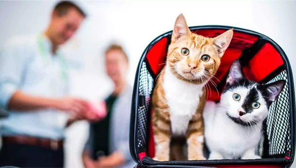 two cats in cat carrier