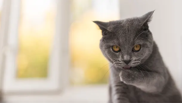 grey cat licking paw