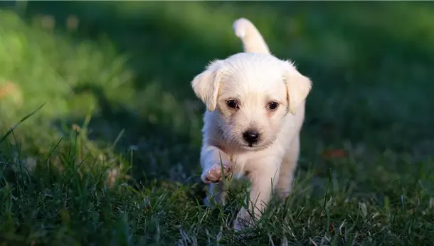 labrador puppy walking through grass