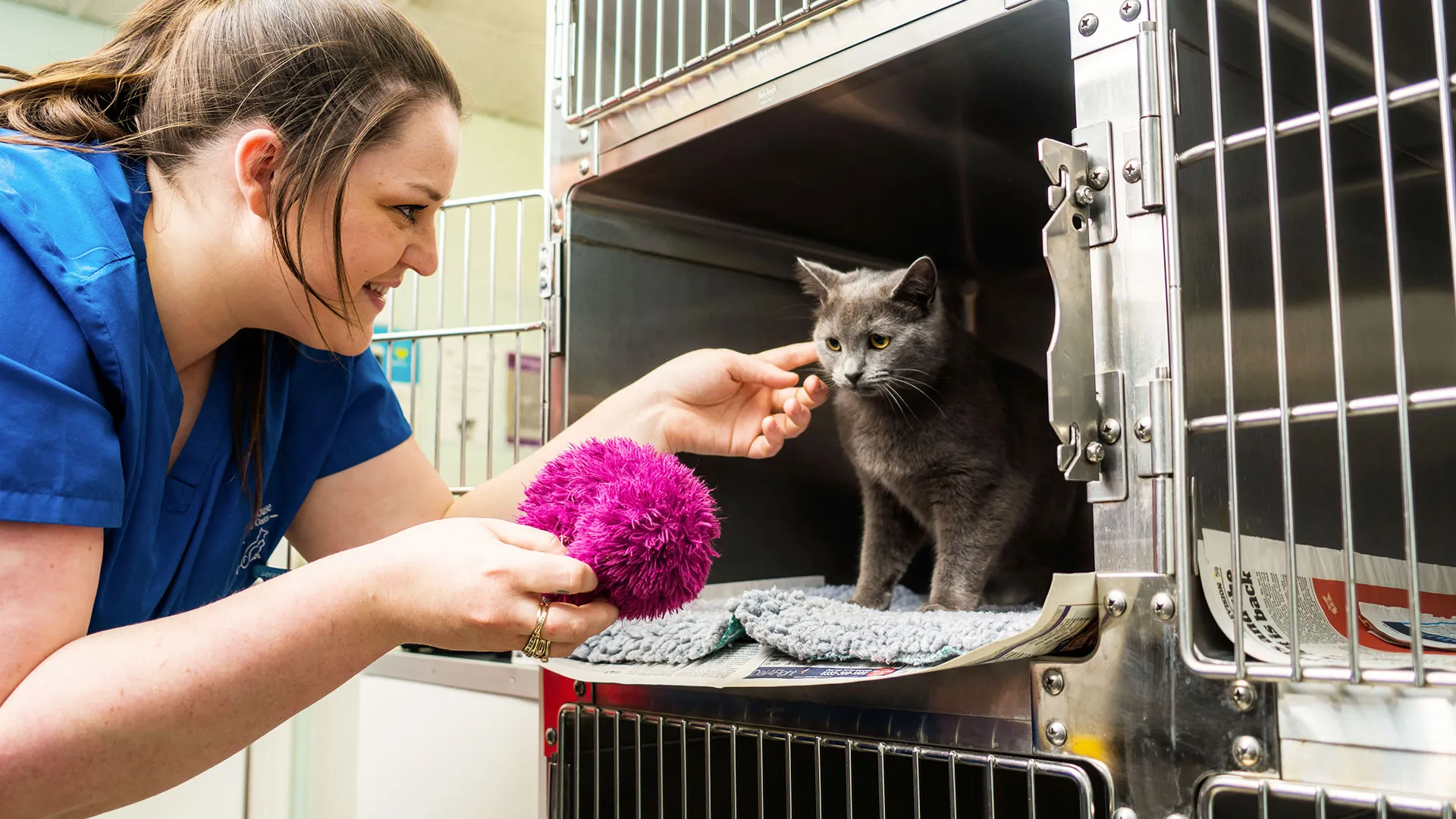 a grey kitten in the recovery area