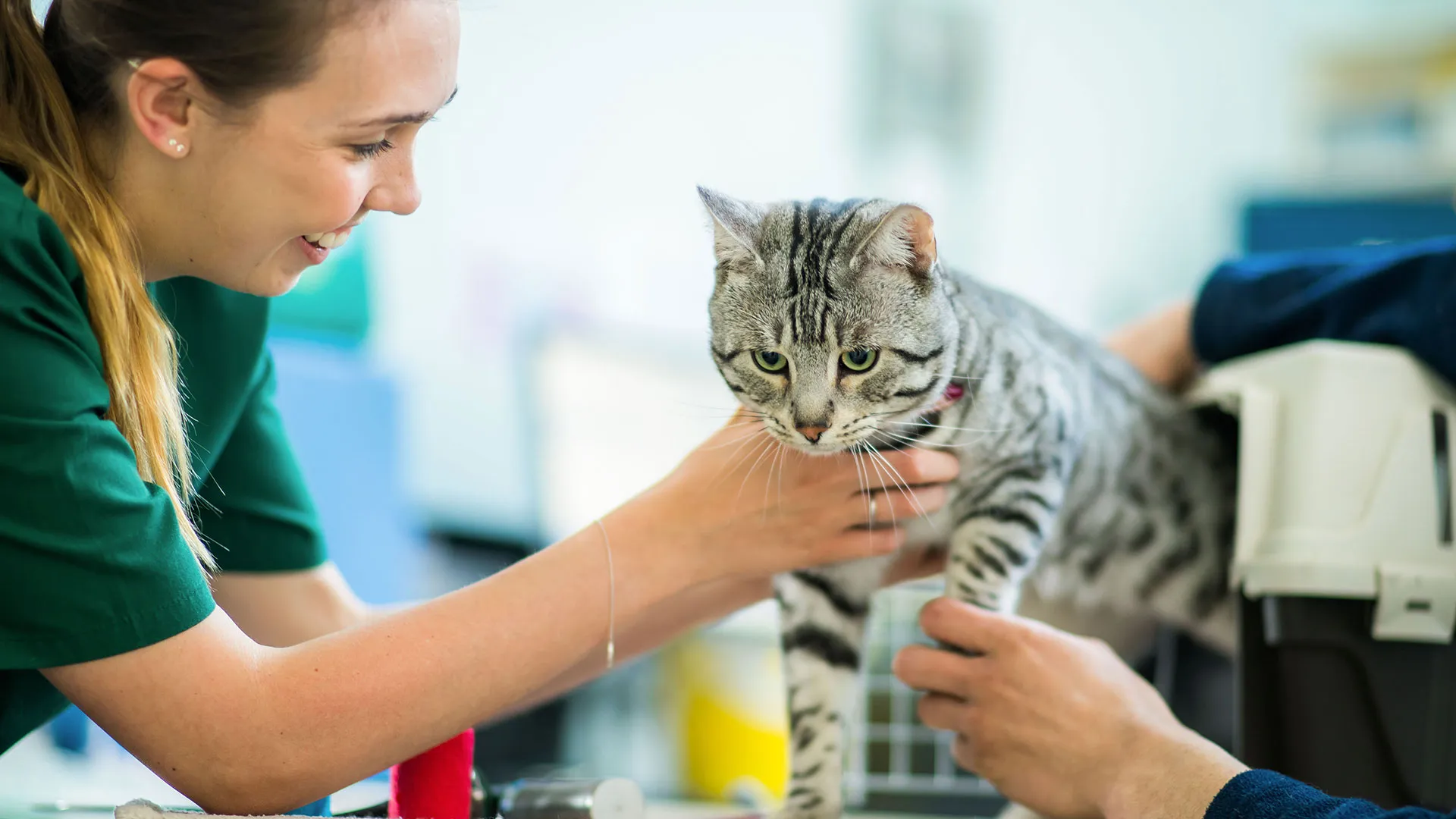 a grey cat having a nurse examination