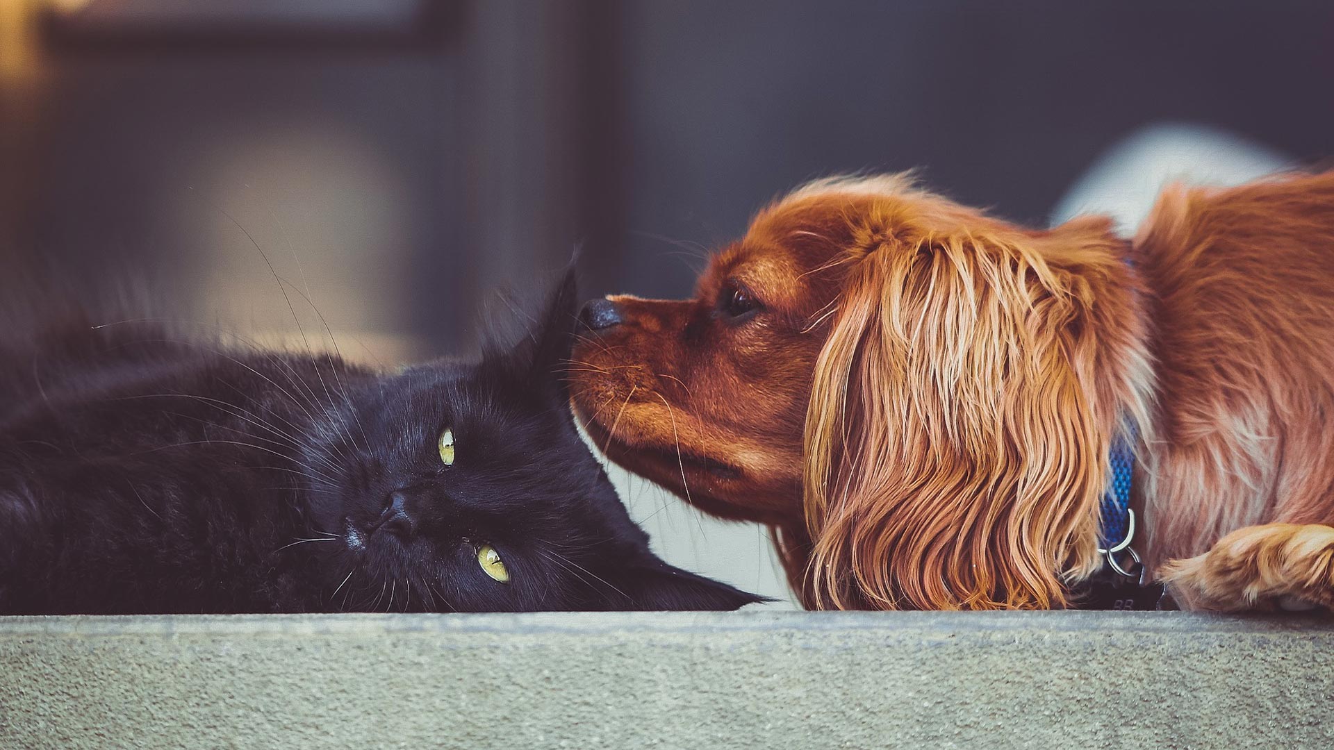 dog smelling cat's ear