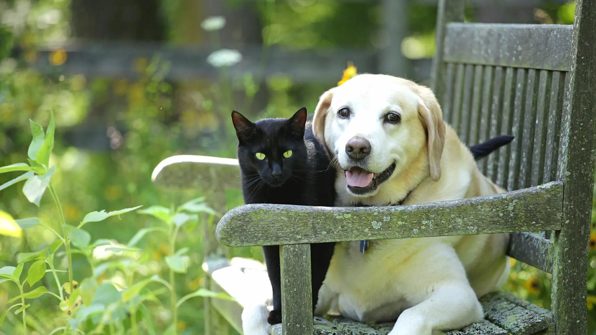 labdrador with black cat