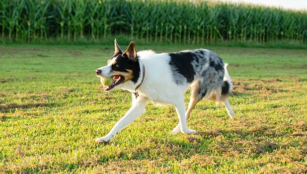 dog running in grass with ball
