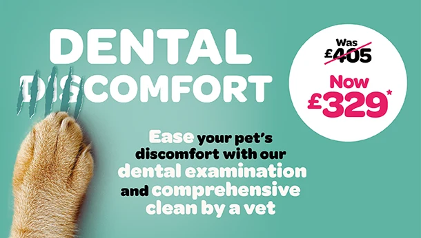 dental offer 329