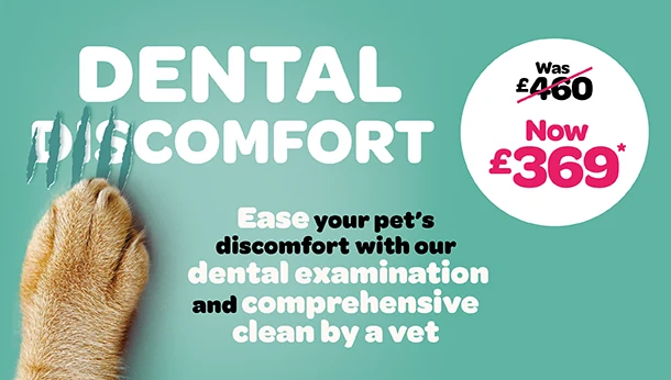 dental offer 369