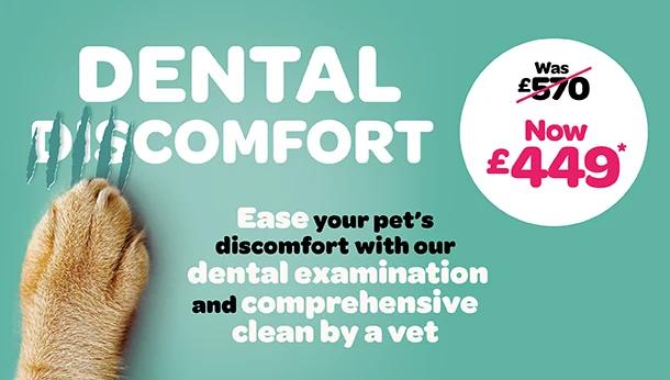 dental offer 449