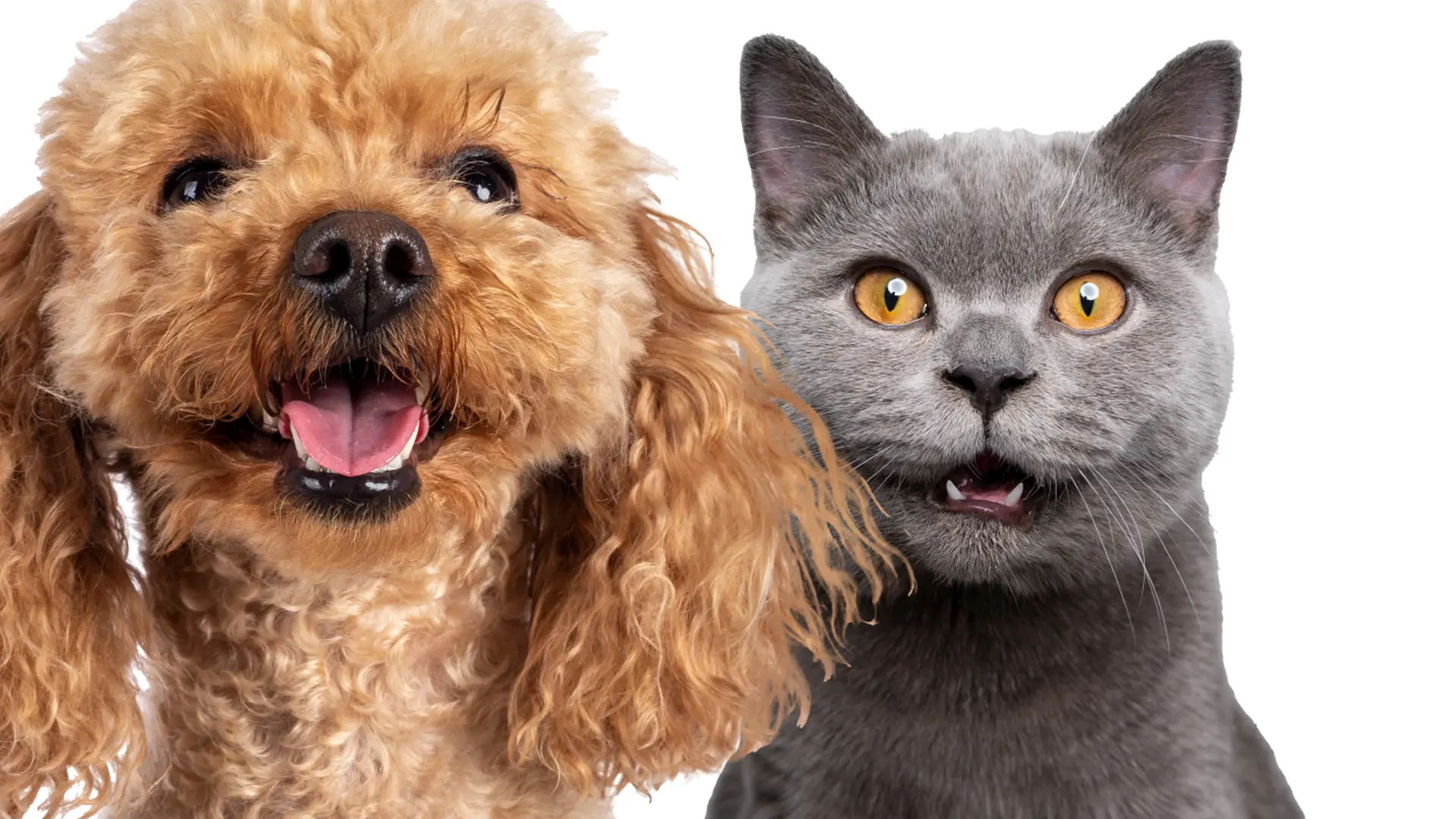 beige dog and grey cat with mouths open