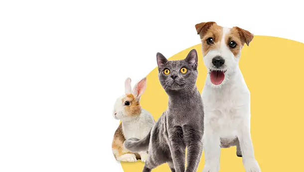 rabbit cat and dog on yellow background