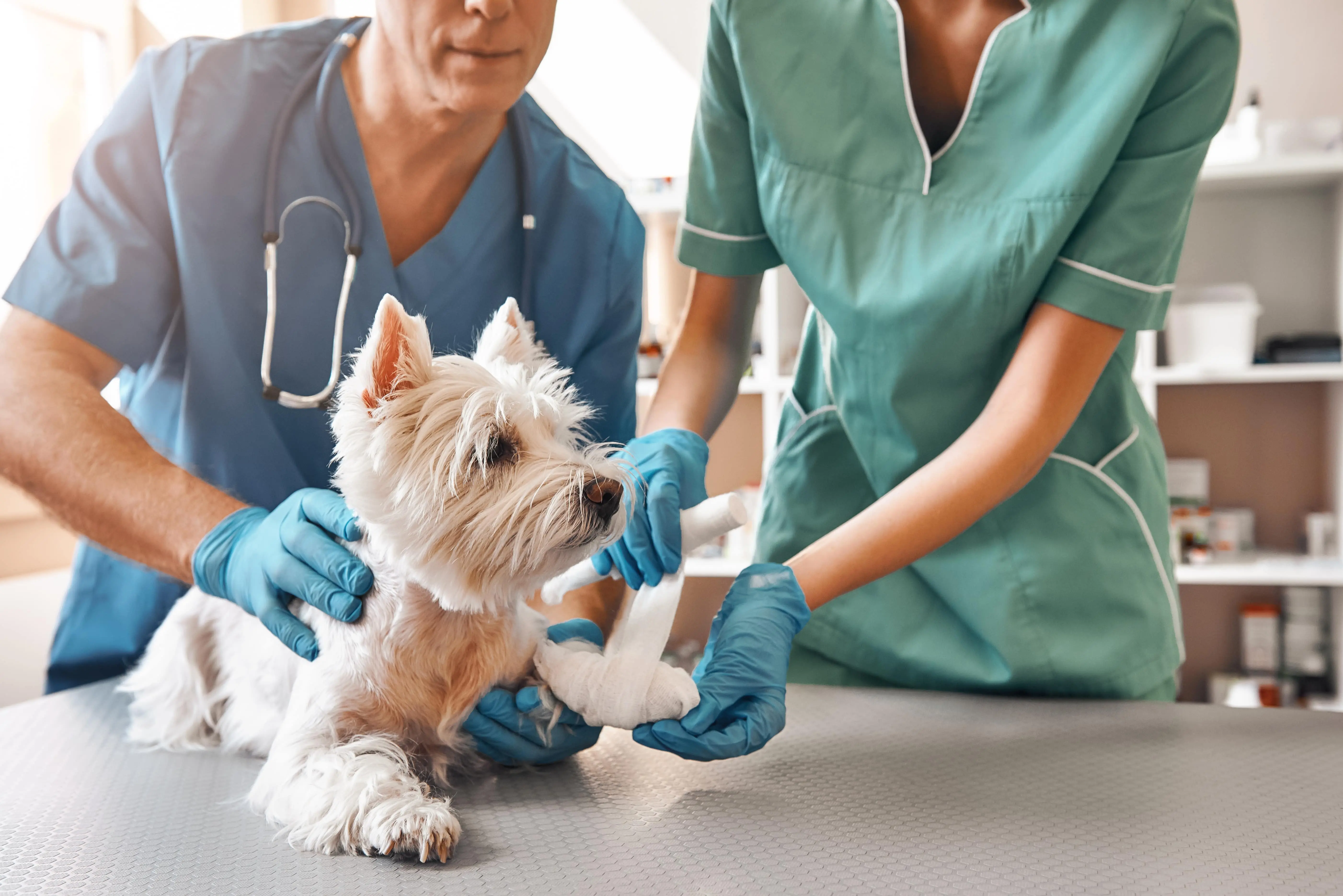 white dog having vet examination