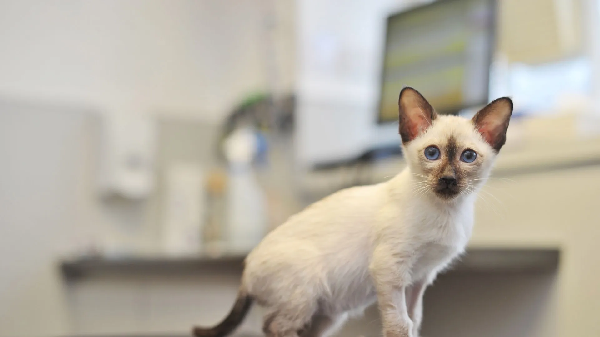 kitten in clinic