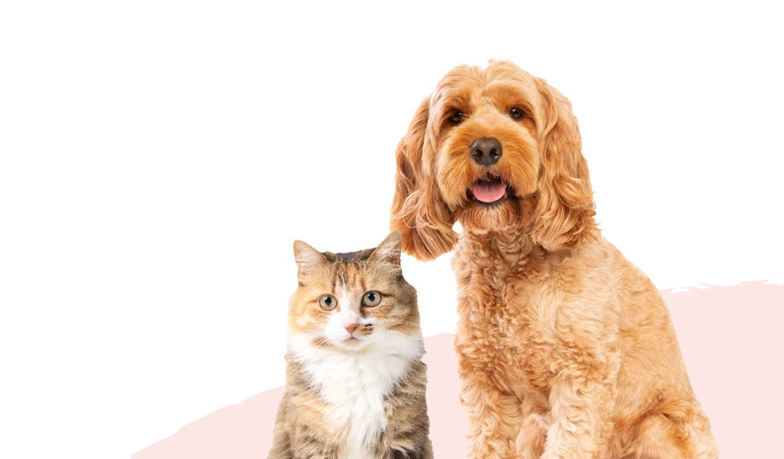 can and a dog on pink background