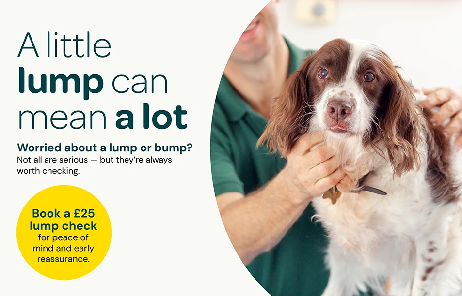 dog being checked by vet