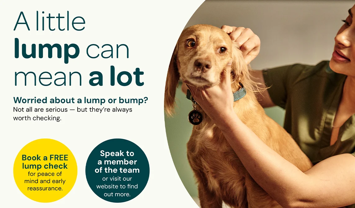 dog being checked by vet