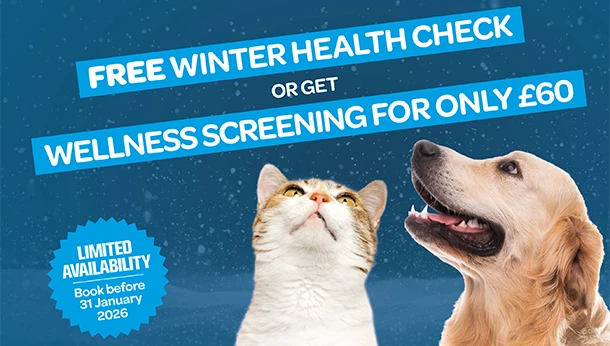 cat and dog looking up at the snow