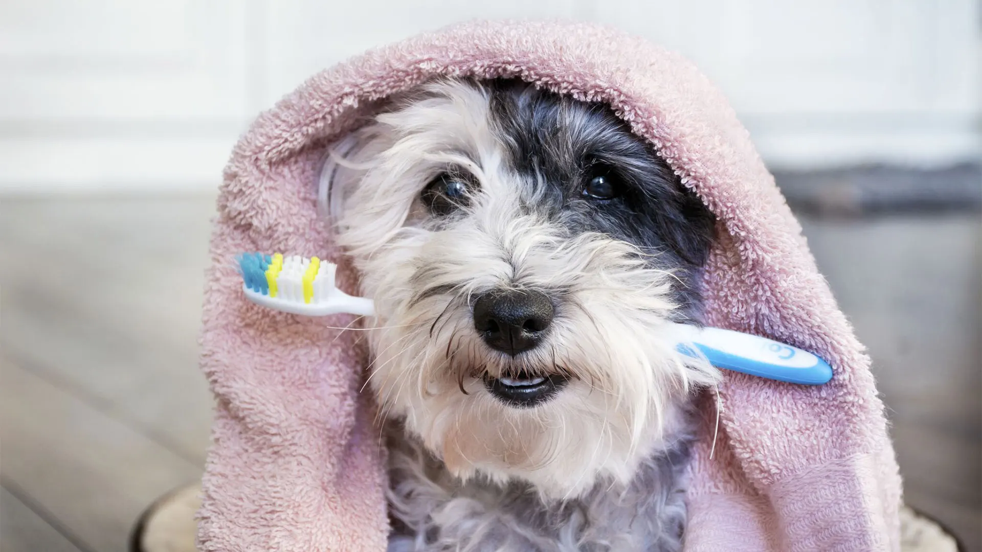 terrier dog with toothbrush in its mouth