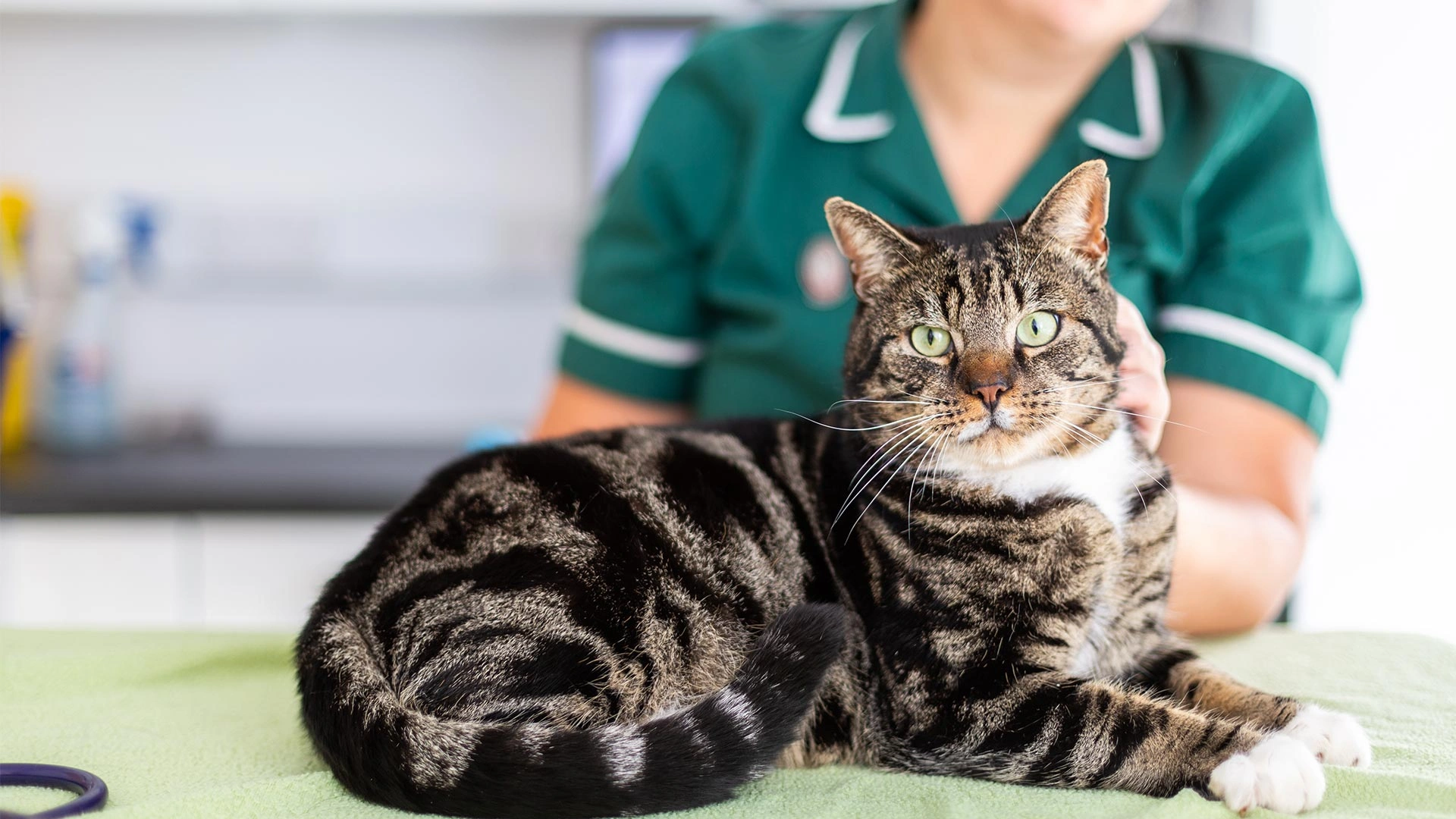 tabby cat led down