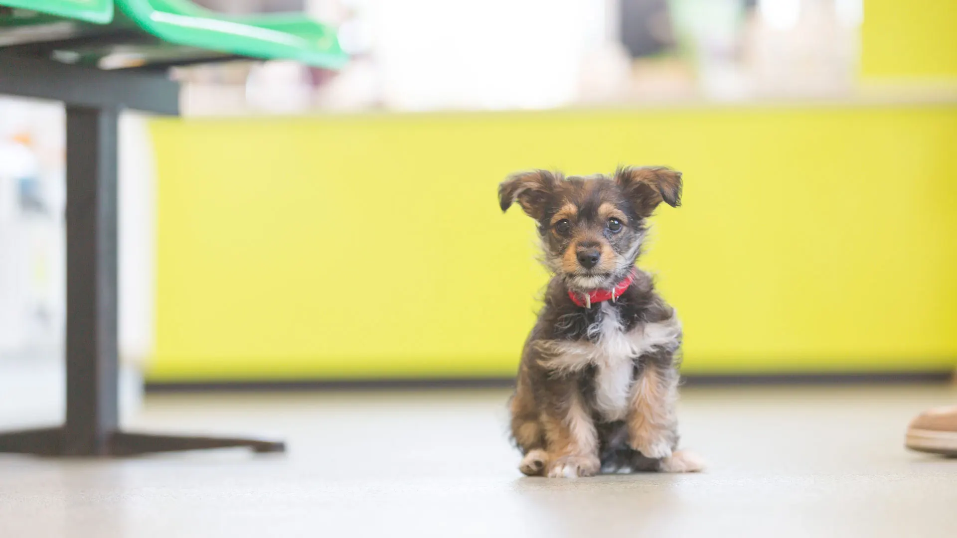 puppy on floor in vet consult room