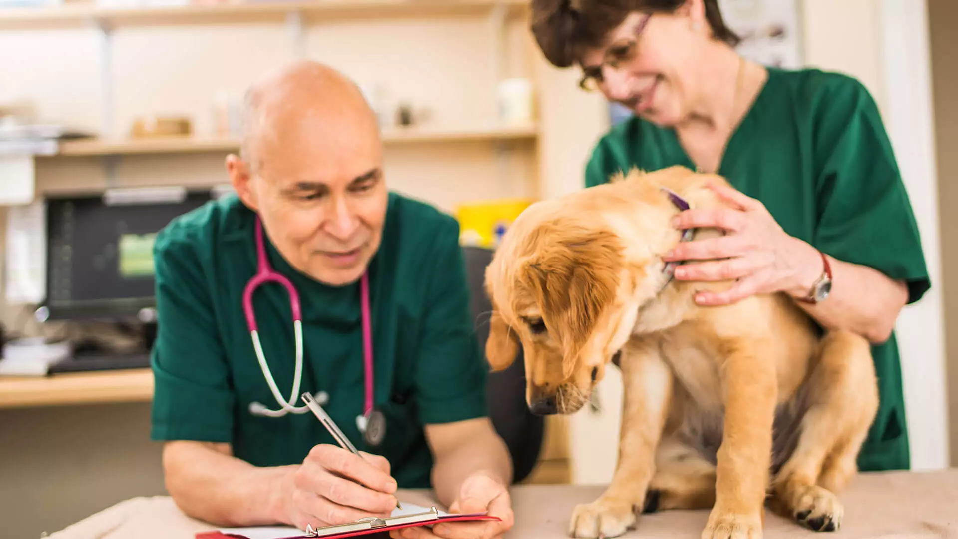 Vet team checking golden retriever puppy during exam