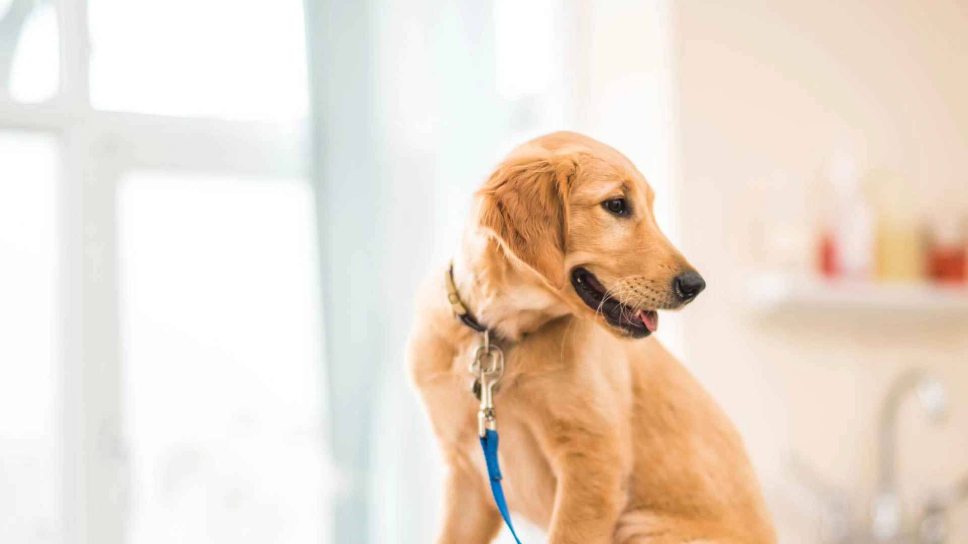 golden retriever in waiting room