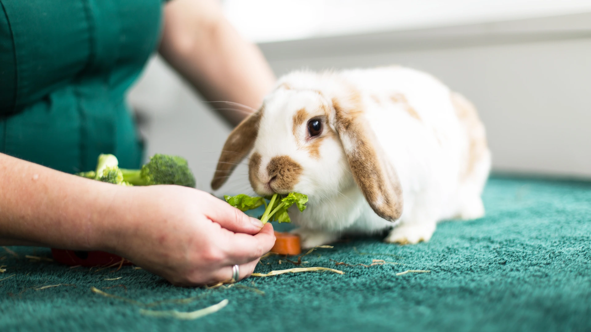 rabbit eating a carrot sat on a blue mat