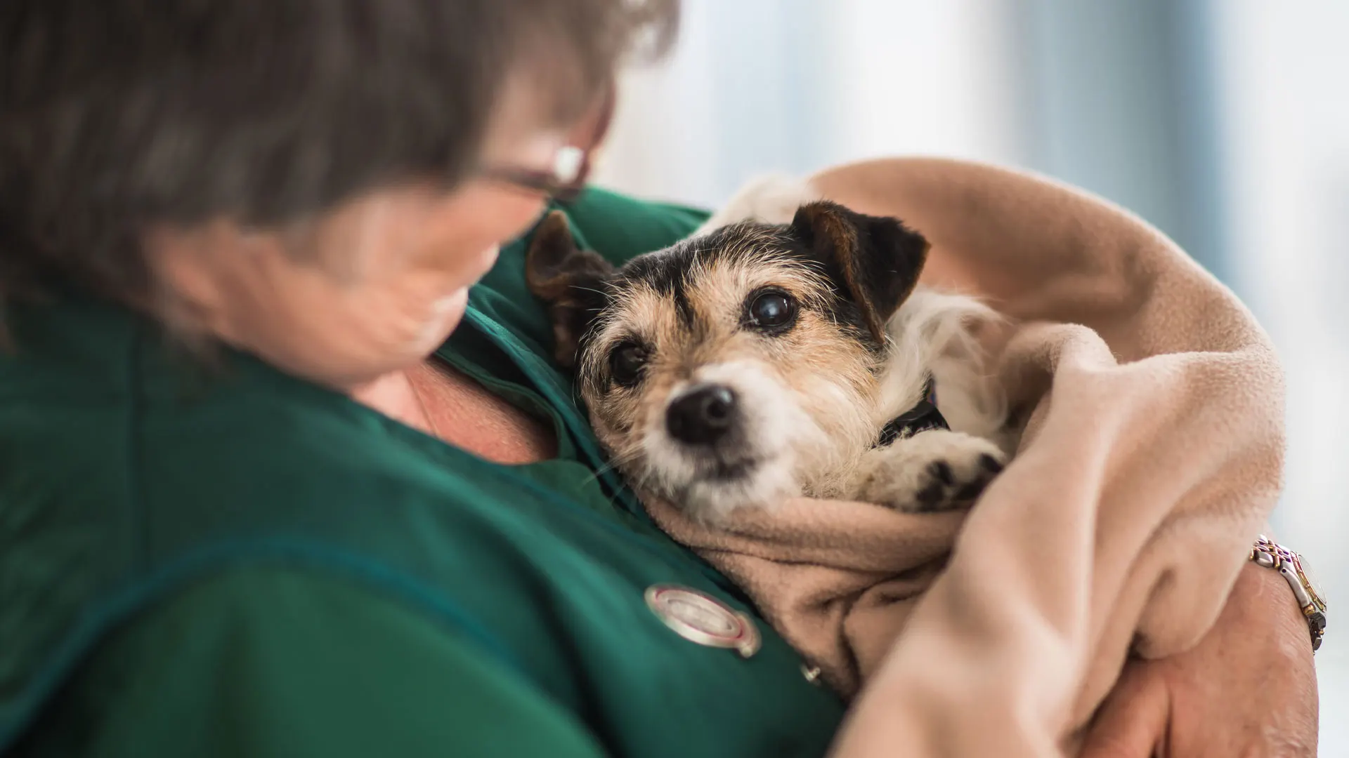 terrier dog being comforted by team member