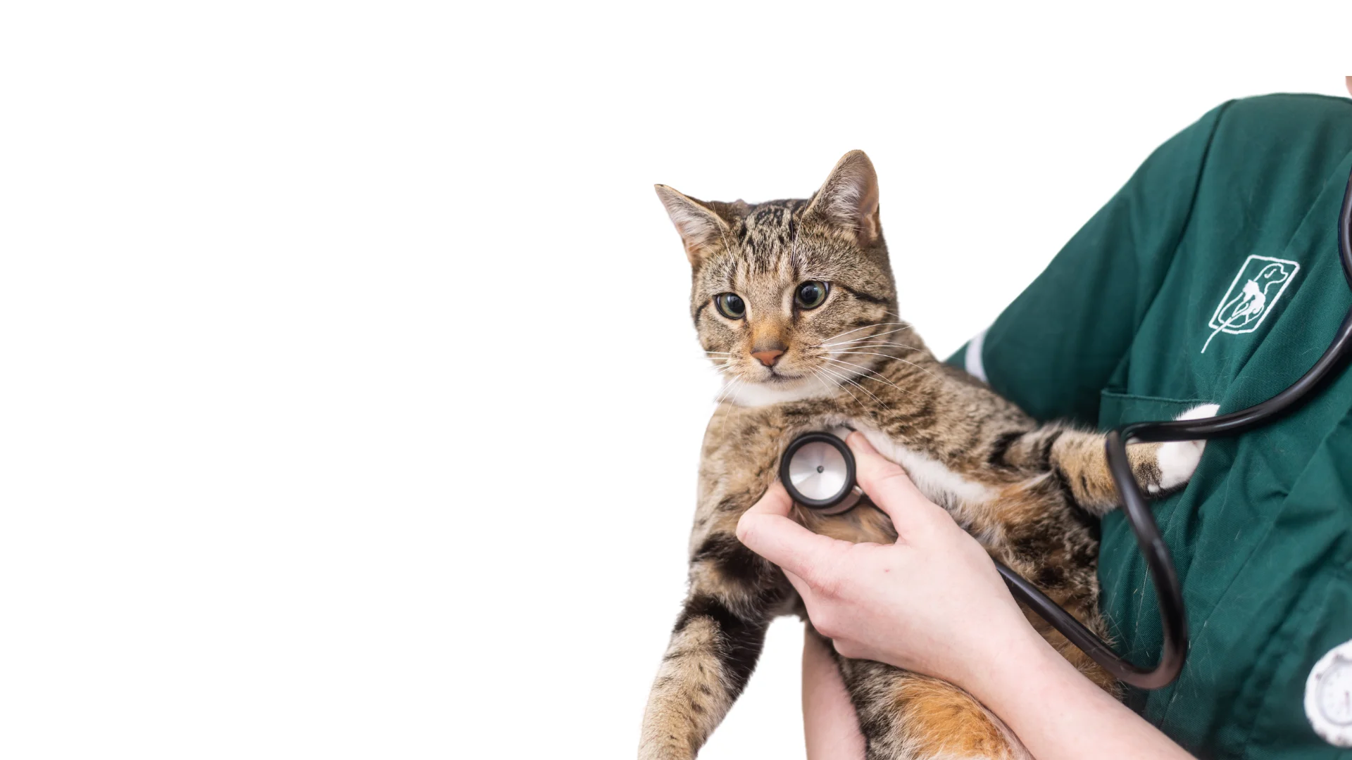 cat checked with stethoscope