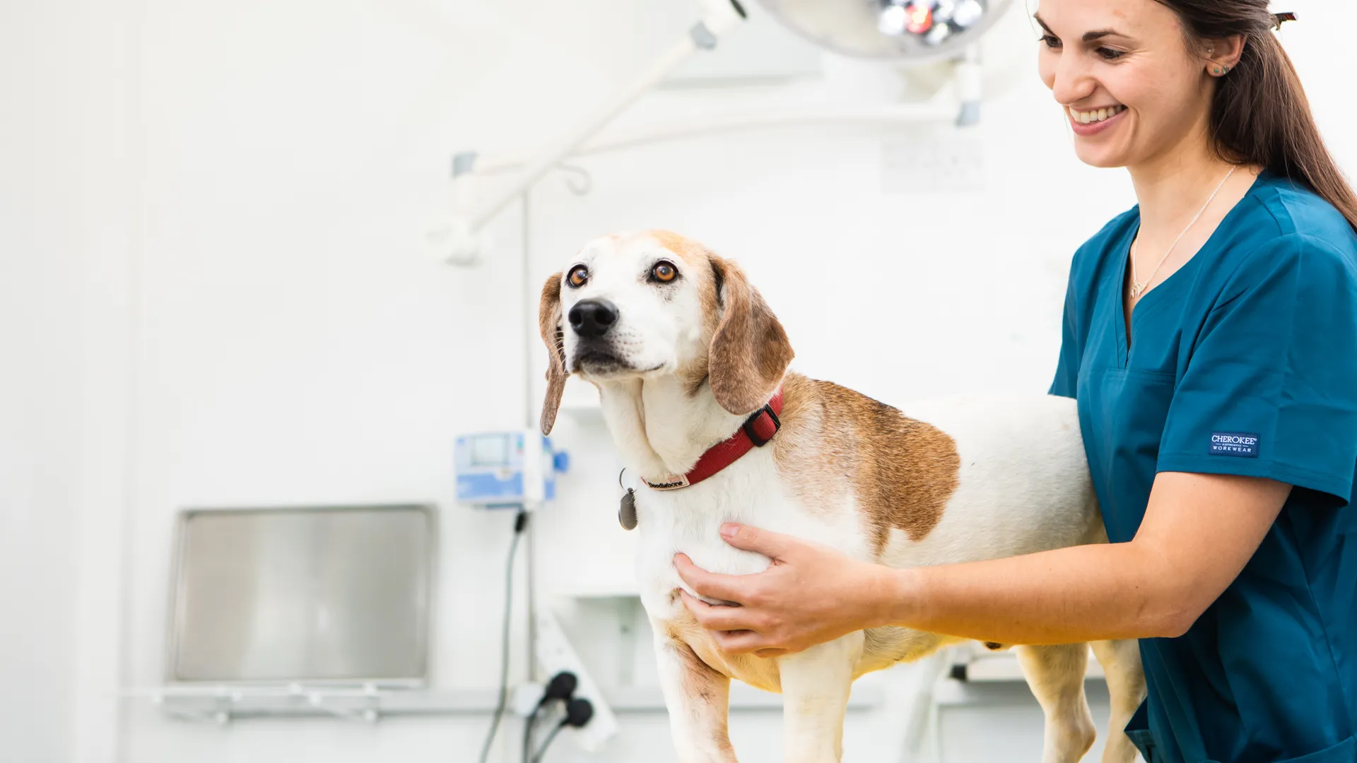 a beagle having a consultation with a vet 