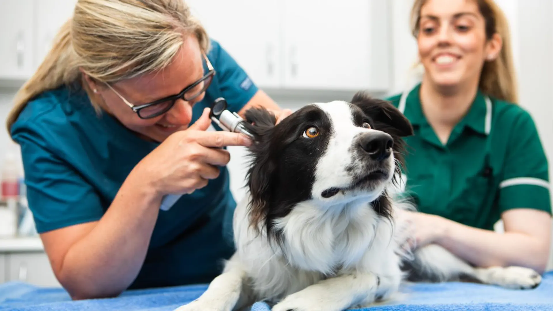 a black and white dog having a ear examination