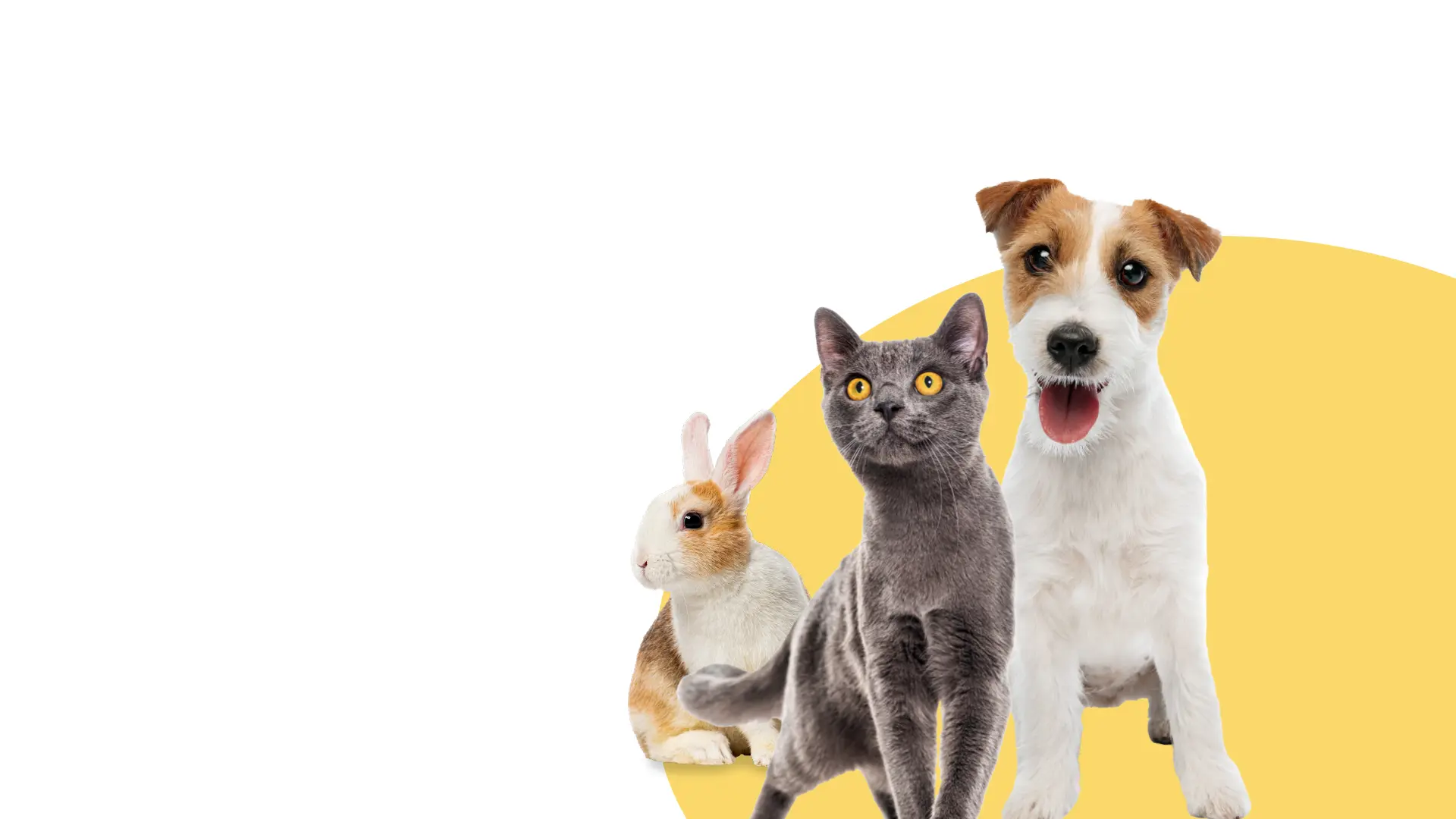 Dog, cat and rabbit
