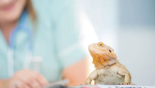 exotic pet, lizard