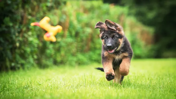 German shepherd puppy chasing a toy