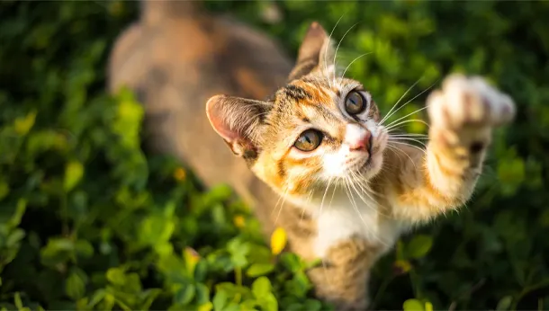 tortoiseshell cat reaching up with one paw