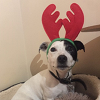dog with antlers