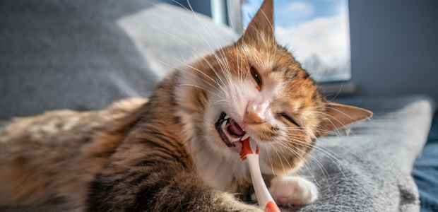 cat brushing teeth