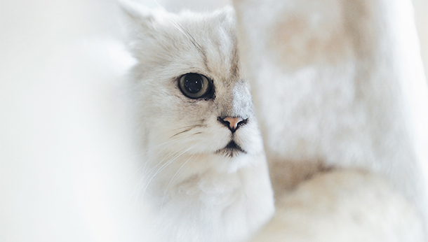 white cat peeking behind beam