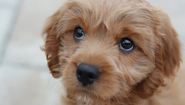cute dog looking up