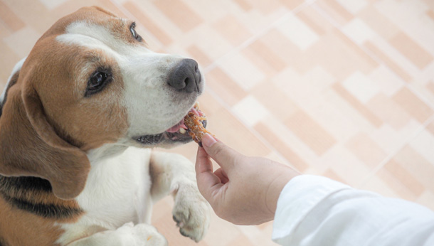 beagle accepting treat