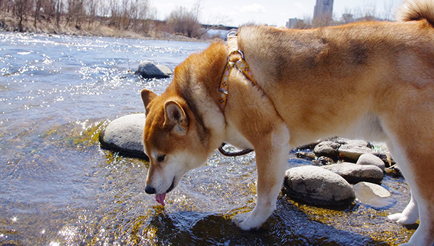 dog drinking from flowing river