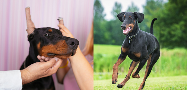 doberman with cropped ears and doberman without cropped ears