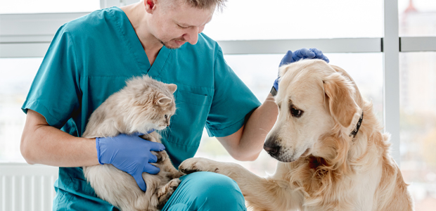 friendly vet nurse patting a dog and a cat