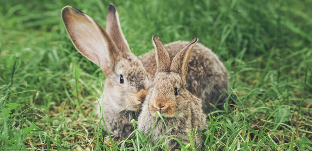 two brown rabbits in a field