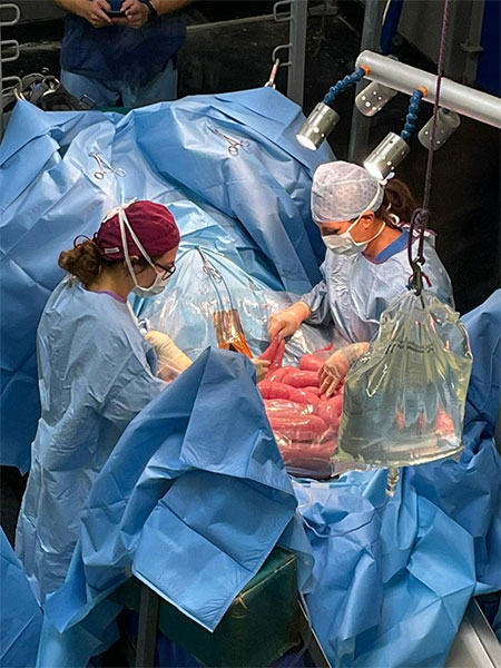A horse undergoing surgery