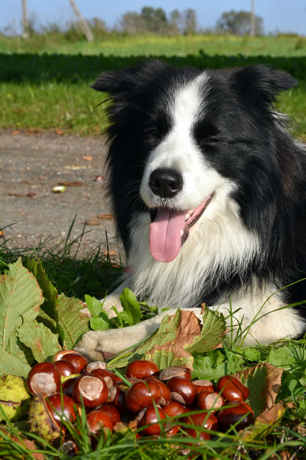 Dog and Conkers outside