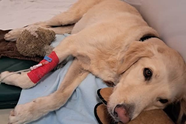 Monty the dog recovering